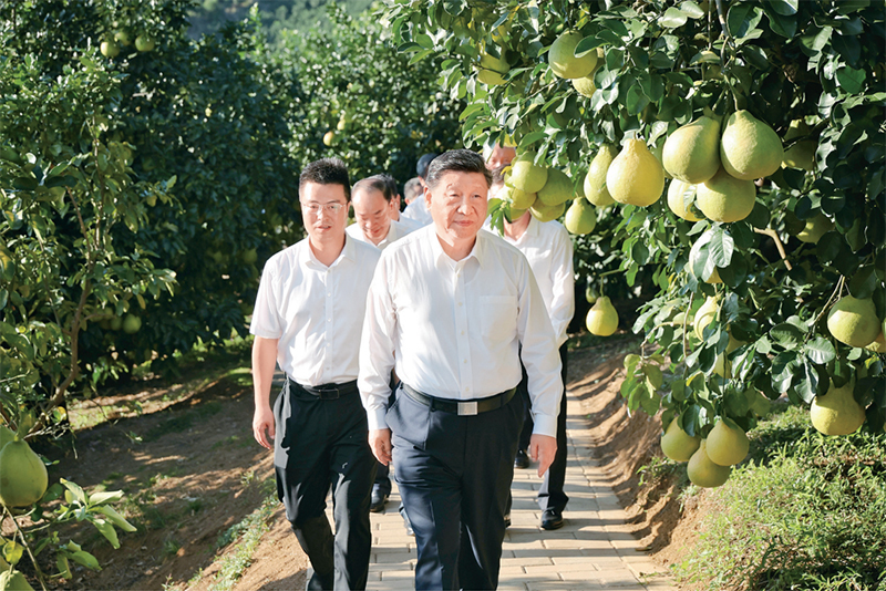 　　2025年11月7日至8日，中共中央總書記、國家主席、中央軍委主席習(xí)近平在廣東考察。這是7日下午，習(xí)近平在梅州市梅縣區(qū)雁洋鎮(zhèn)南福金柚種植基地考察。